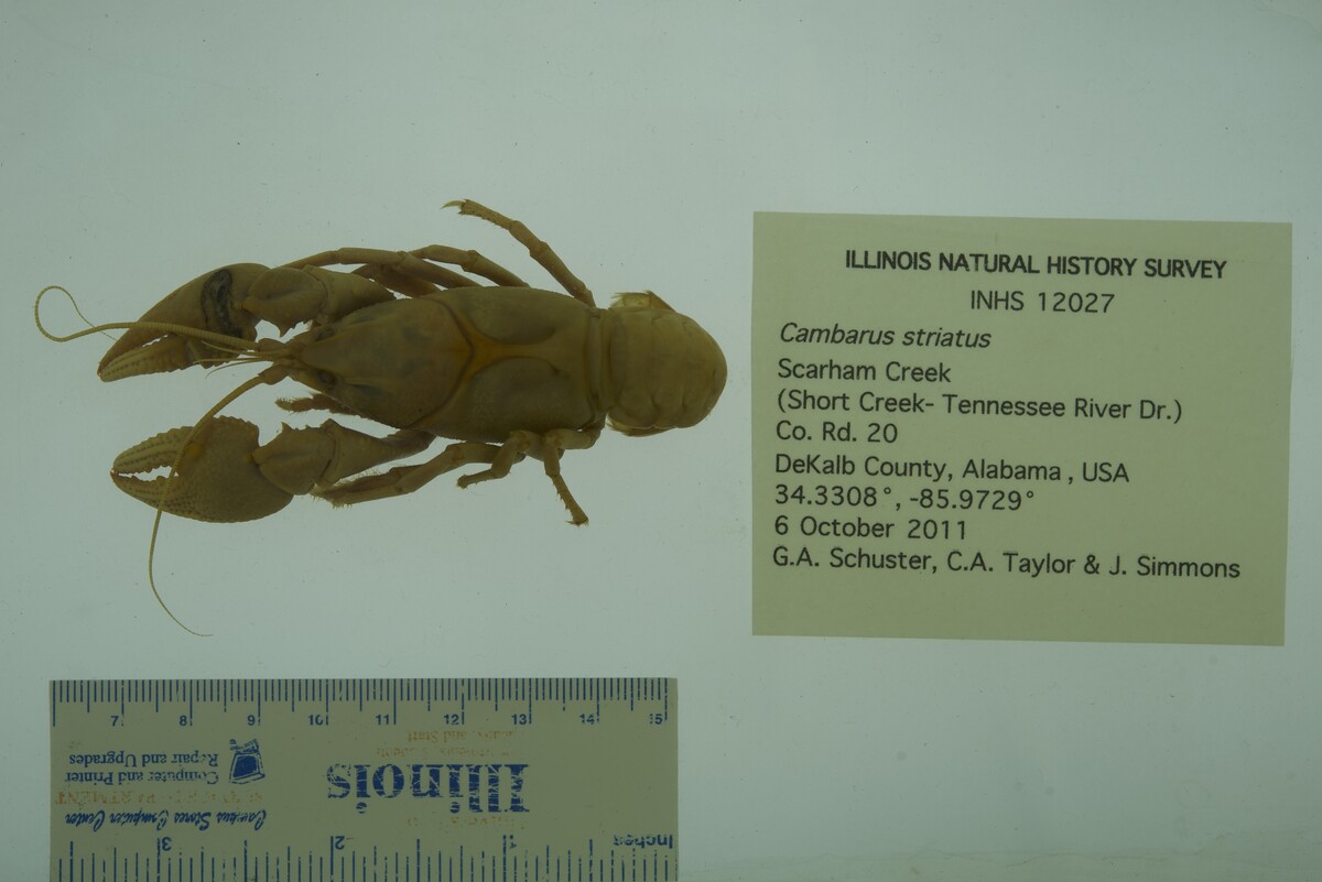 Cambarus striatus image